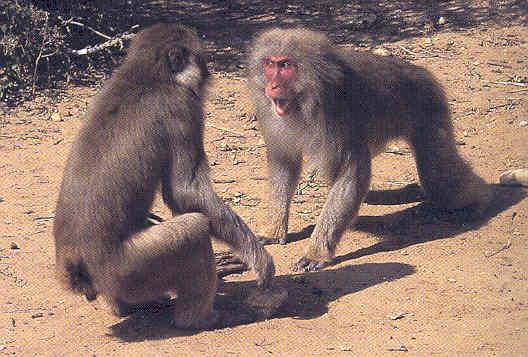 Macaca fuscata