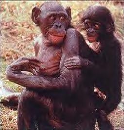 bonobo