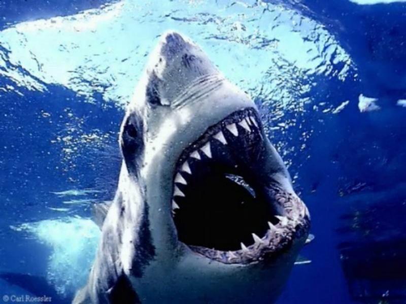 Shark.jpg